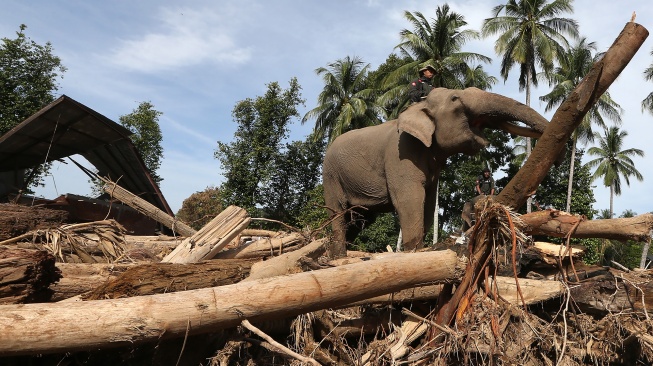 Gajah Sumatera (Elephas maximus sumatranus) jinak yang ditunggangi mahout membersihkan puing kayu yang menutupi jalan dan permukiman warga akibat bencana alam di Desa Meunasah Bie, Pidie Jaya, Aceh, Senin (8/12/2025). [ANTARA FOTO/Irwansyah Putra/nz]