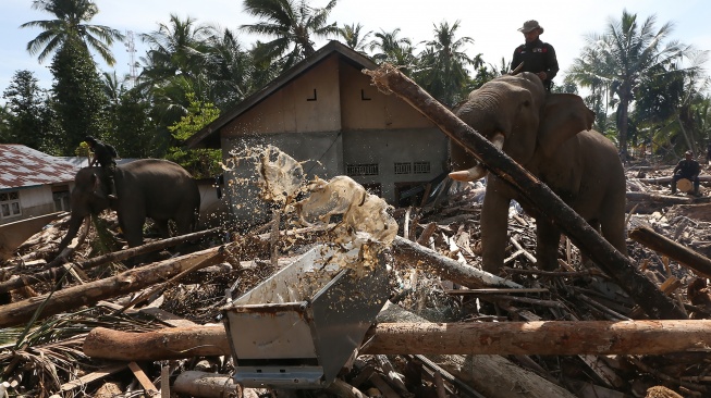 Sejumlah Gajah Sumatera (Elephas maximBencana Acehus sumatranus) jinak yang ditunggangi mahout membersihkan puing kayu yang menutupi jalan dan permukiman warga akibat bencana alam di Desa Meunasah Bie, Pidie Jaya, Aceh, Senin (8/12/2025). [ANTARA FOTO/Irwansyah Putra/nz]