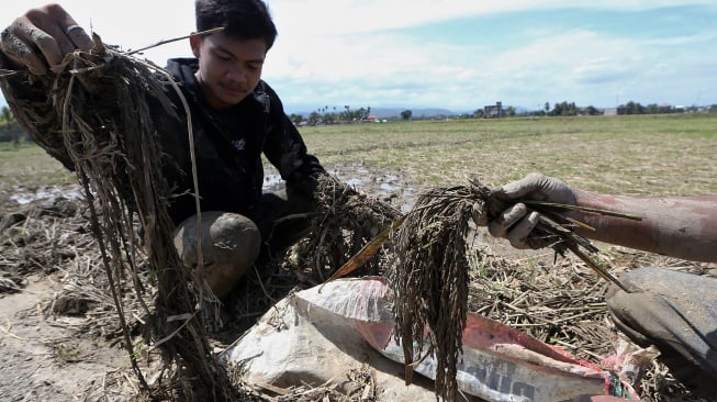 Petani menyelamatkan padi pascapanen yang terendam banjir bandang di Pidie Jaya, Aceh, Senin (8/12/2025). [ANTARA FOTO/Irwansyah Putra/nz]