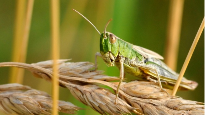 Belalang Goreng: Makanan Khas yang Mendapat Sorotan di Dunia Kuliner