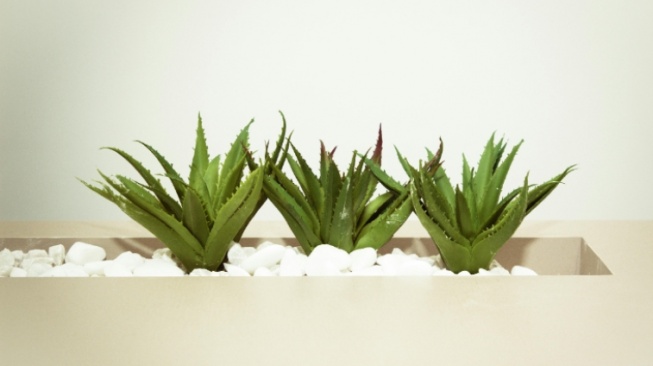 8 Manfaat Aloe Vera untuk Kesehatan Tubuh dan Kecantikan yang Jarang Diketahui