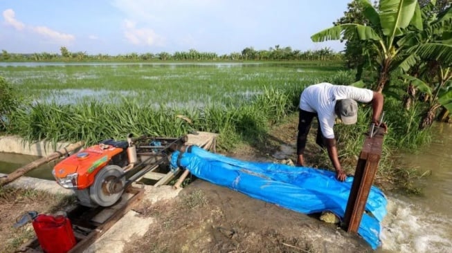 Banjir Lamongan Rendam 328 Hektare Sawah Warga, 13 Dusun Terdampak