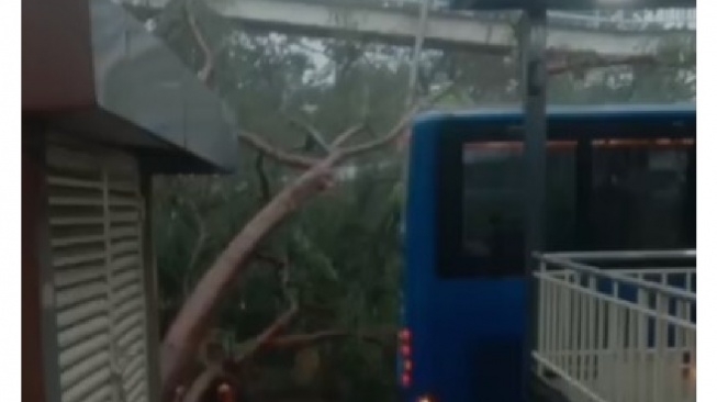 Hujan Deras Lumpuhkan Tiga Koridor Transjakarta, Rute Dialihkan karena Pohon Tumbang