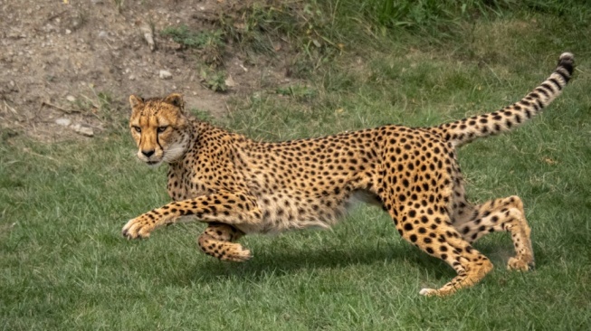 Mengintip Hewan-Hewan Tercepat di Darat, Laut, dan Udara