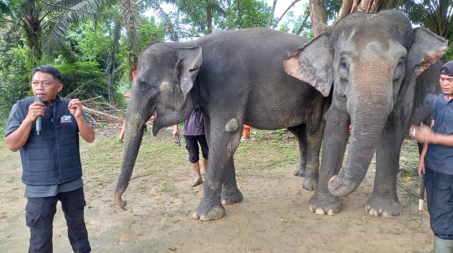 Seorang mahout, Widodo menjelaskan tentang kesehatan gajah di PLG Minas, Sabtu (13/12/2025). [Suara.com/Eko Faizin]