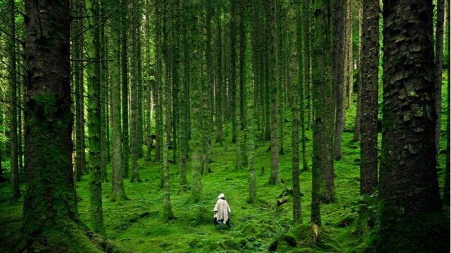 Reforestasi Bukan Sekadar Menanam Pohon, Ini Upaya Memulihkan Ekosistem