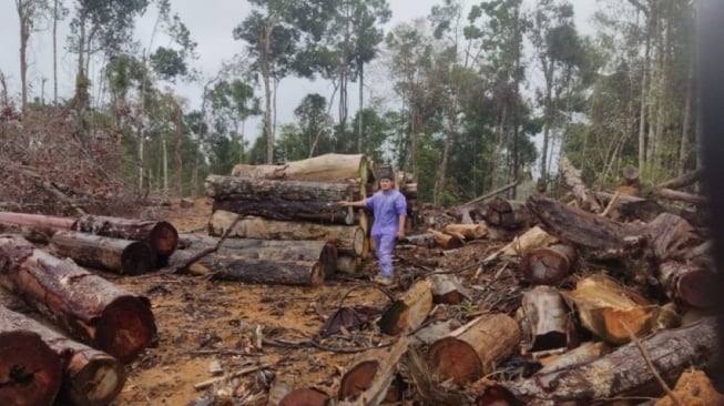 Kemenhut Selidiki Praktik 'Pencucian Kayu Ilegal' di Lokasi Banjir Sumatra Utara