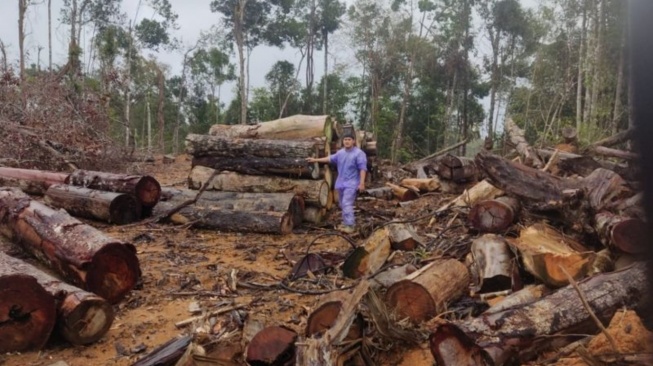 Kemenhut Bongkar Dugaan Pencucian Kayu Ilegal di Sumut, Penyidikan Menyeret Sejumlah Pemilik PHAT
