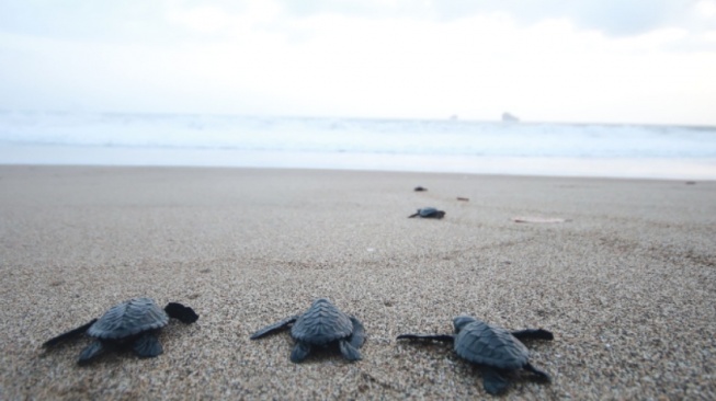 Dari Pesisir Malang Selatan, Cerita tentang Penyu dan Kesadaran
