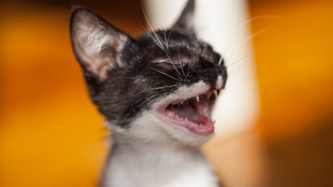 Mengapa Kucing Lebih Sering Mengeong ke Pemilik Pria?