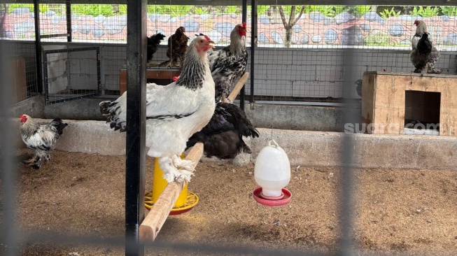 Kelola Sendiri Sampah MBG, SPPG Mutiara Keraton Solo di Bogor Klaim Untung hingga 1.000 Persen