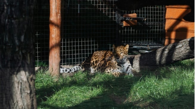 Dari Safari ke Laut: Nikmati Dua Wajah Indah Bali dalam Satu Perjalanan