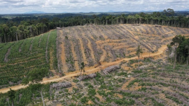 Profil PT Mayawana Persada, Deforestasi Hutan dan Pemiliknya yang Misterius