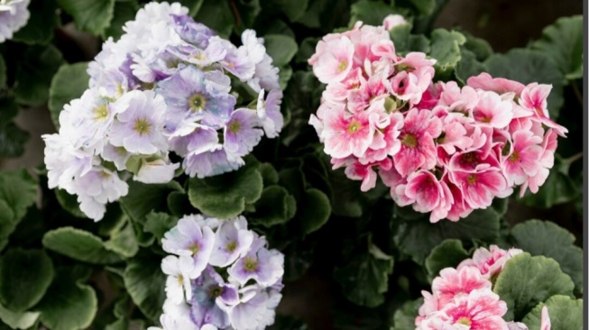 5 Tanaman Bunga yang Tidak Butuh Sinar Matahari, Cocok untuk Ruangan Indoor