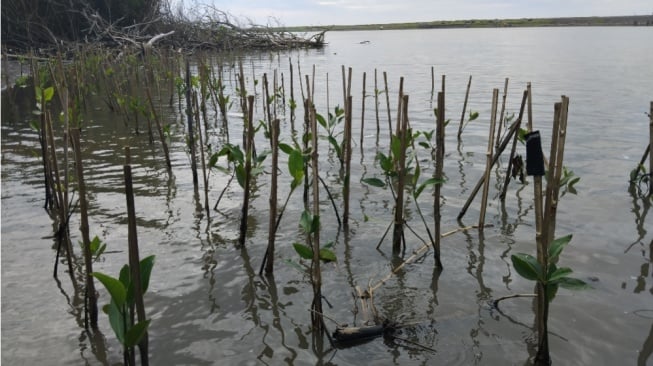 Dari Lumpur Pantai Baros: Mengubah Aksi Tanam Mangrove Jadi Seni dan Refleksi Diri