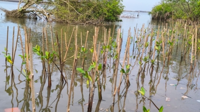 Kawasan Mangrove Baros: Jejak Kepedulian Warga akan Konservasi Lingkungan