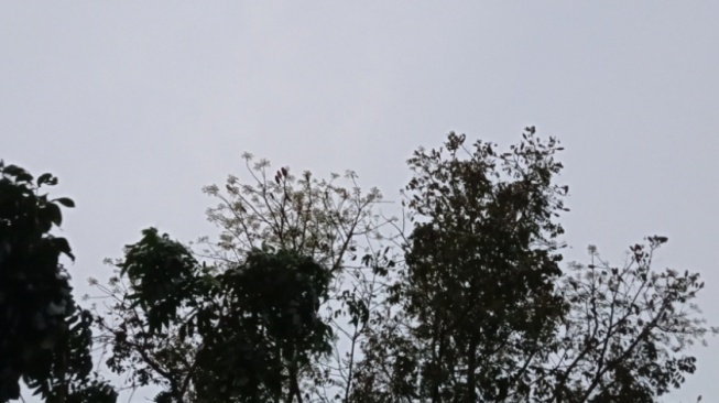 Misteri Mahoni Tua: Penampakan Sosok Putih di Malam Sebelum Tragedi