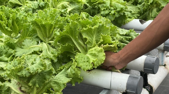 Jadi Pemasok MBG, Omzet Petani Hidroponik di Madiun Naik 100 Persen