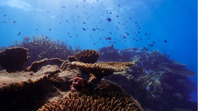 Mengenal Fitoplankton: Sumber Oksigen untuk Bumi Selain Hutan