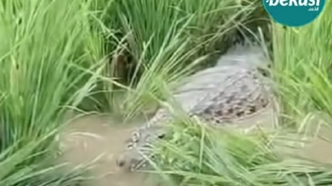 Geger! Buaya Besar Muncul di Sawah Warga Bantargebang, Damkar Sampai Turun Tangan