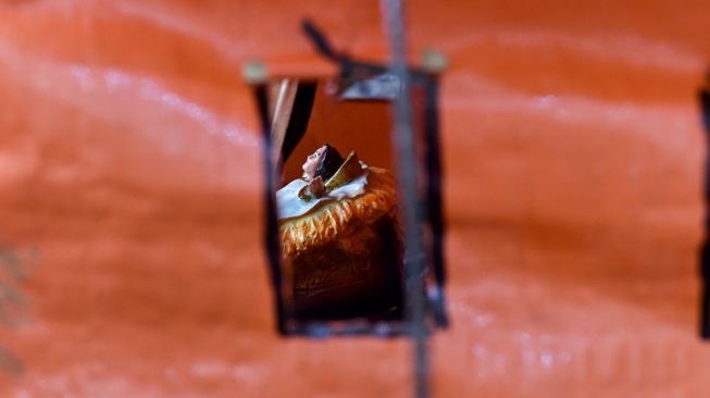 Patung bayi Yesus berada di dalam tenda diorama tempat kelahiran Yesus di Gereja Katolik Santo Thomas, Desa Pandan Makmur, Tanjung Jabung Timur, Jambi, Selasa (23/12/2025). [ANTARA FOTO/Wahdi Septiawan/bar]