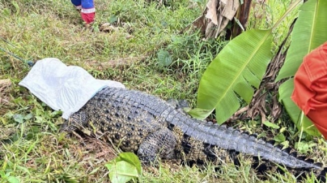 Drama 2 Jam di Sawah Bekasi: Damkar Duel Sengit Lawan Buaya Lepas, Tali Sampai Putus