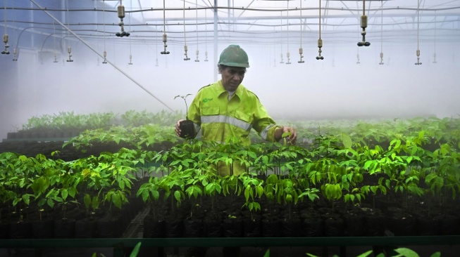 Harita Nickel membangun dan mengelola fasilitas pembibitan atau nursery tanaman yang berperan penting dalam proses reklamasi pascatambang (Dok: Harita Nickel)