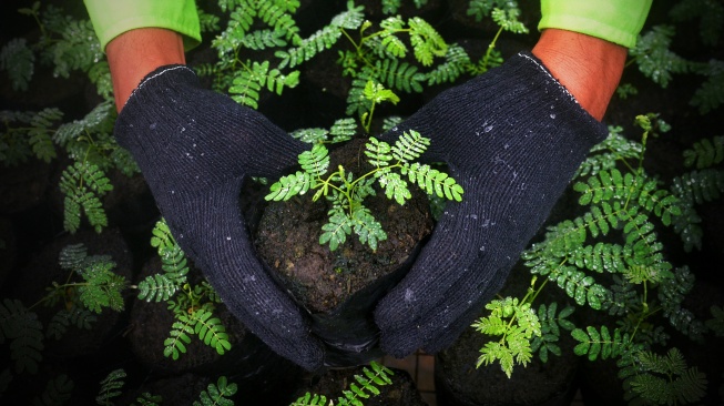 Pemanfaatan slag nikel sebagai media tanam  (Dok: Harita Nickel)