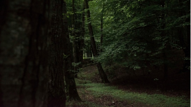 Misteri 'Senyum Perkenalan' dari Sosok di Balik Pohon Mahoni