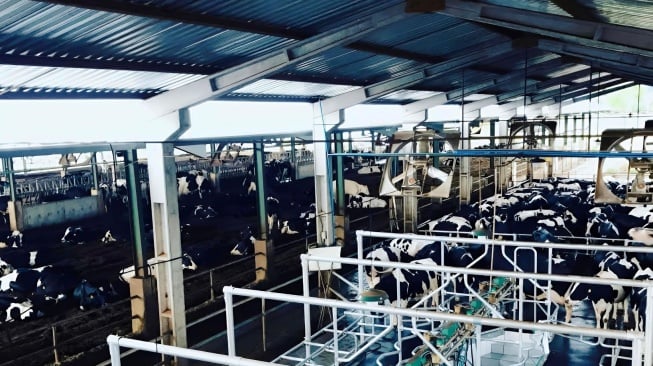 Peternakan perkebunan kandangan madiun. [Ist]