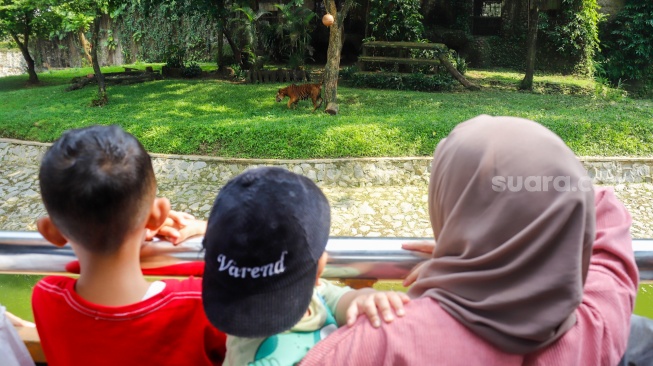 Wisatawan melihat Harimau Sumatera saat berwisata di Taman Margasatwa Ragunan (TMR) di Jakarta, Kamis (25/12/2025). [Suara.com/Alfian Winanto]