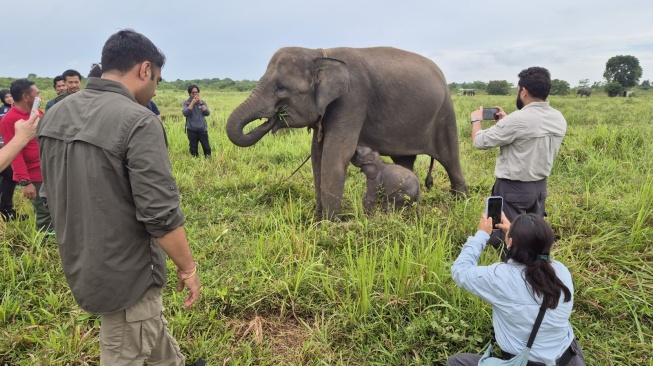 Gandeng Vantara India, Kemenhut Revitalisasi Rumah Sakit Gajah Way Kambas