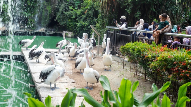 Wisatawan melihat Burung Pelikan saat berwisata di Taman Margasatwa Ragunan (TMR) di Jakarta, Kamis (25/12/2025). [Suara.com/Alfian Winanto]