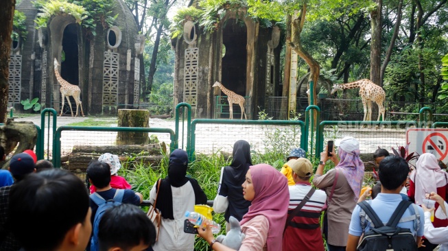 Wisatawan melihat Jerapah saat berwisata di Taman Margasatwa Ragunan (TMR) di Jakarta, Kamis (25/12/2025). [Suara.com/Alfian Winanto]