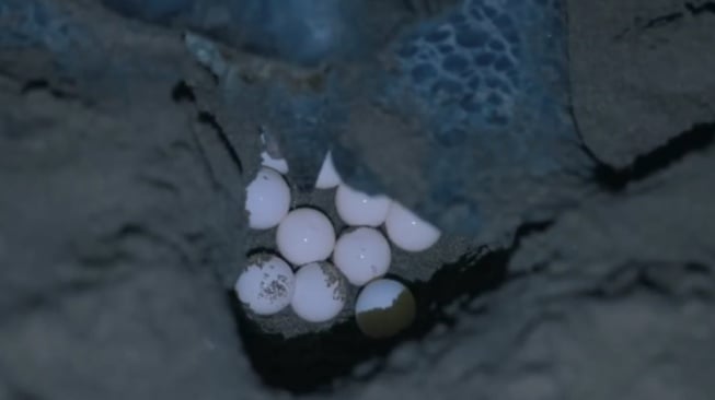 Masyarakat Sukamade: Penjaga Konservasi Penyu di Pantai Selatan Banyuwangi