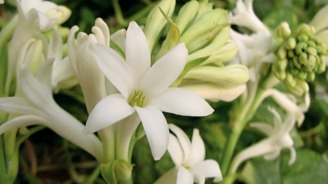 4 Jenis Bunga Sedap Malam yang Cocok Jadi Tanaman Hias di Rumah