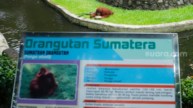 Wisatawan melihat Orang Utan saat berwisata di Taman Margasatwa Ragunan (TMR) di Jakarta, Kamis (25/12/2025). [Suara.com/Alfian Winanto]