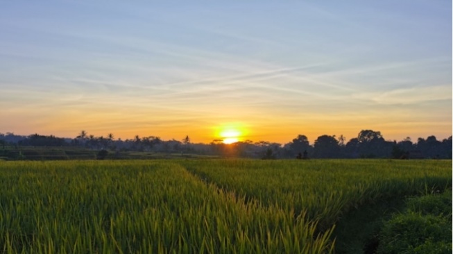 Menjelang Petang, Bocah itu Melambai dan Tertawa ke Area Persawahan Sepi
