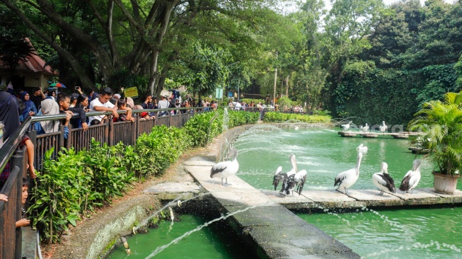 Wisatawan melihat Burung Pelikan saat berwisata di Taman Margasatwa Ragunan (TMR) di Jakarta, Kamis (25/12/2025). [Suara.com/Alfian Winanto]