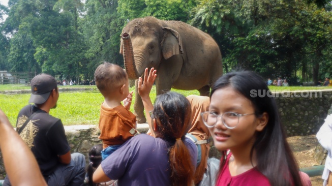 Wisatawan melihat Gajah saat berwisata di Taman Margasatwa Ragunan (TMR) di Jakarta, Kamis (25/12/2025). [Suara.com/Alfian Winanto]