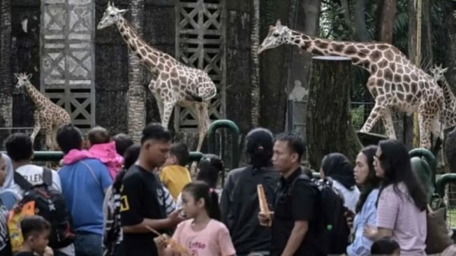 Antisipasi Lonjakan Wisatawan, Ragunan Siaga Pohon Tumbang demi Keamanan Pengunjung