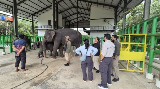 Kemenhut, bersama Faunaland Indonesia, Vantara dari India revitalisasi Rumah Sakit Gajah di Taman Nasional Way Kambas. [Kemenhut] 