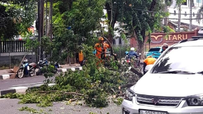 Waspada! Teror Pohon Tua Tumbang di Jantung Jakarta, Motor dan Halte Hancur
