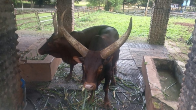 Tukar 5 Kapibara Jantan, Ragunan Resmi Boyong Sepasang Watusi Bertanduk Bernama Jihan dan Yogi