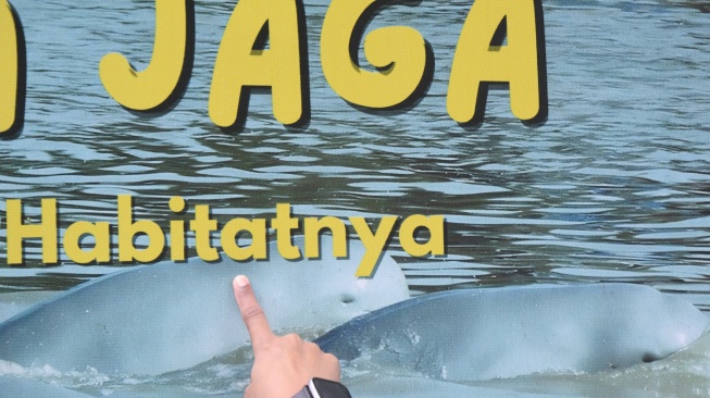 Pengunjung mengamati poster Pesut Mahakam (Orcaella brevirostris) di Desa Wisata Pela di Kutai Kartanegara, Kalimantan Timur, Minggu (4/1/2026). [ANTARA FOTO/M Risyal Hidayat/YU]
