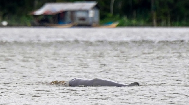 Seekor Pesut Mahakam (Orcaella brevirostris) berenang di Desa Wisata Pela di Kutai Kartanegara, Kalimantan Timur, Minggu (4/1/2026). [ANTARA FOTO/M Risyal Hidayat/YU]