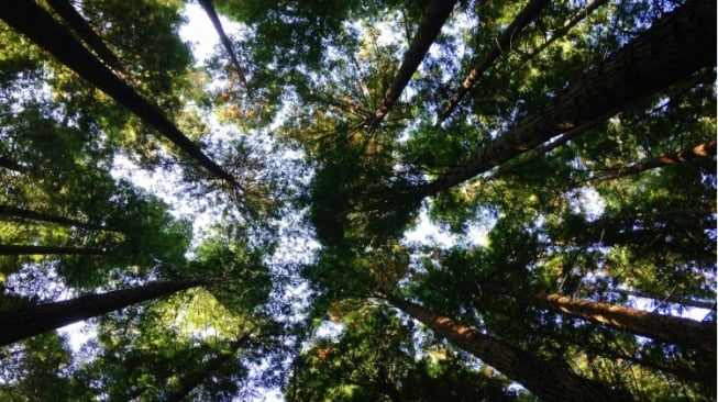 Psikologi Perubahan Iklim: Mengapa Kita Sadar Lingkungan tapi Malas Bertindak?