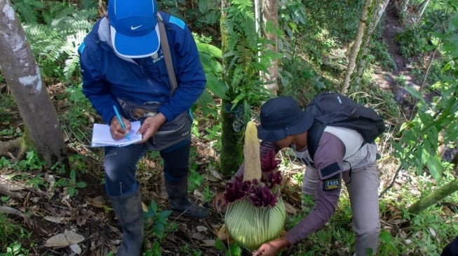 BKSDA Temukan Lagi Amorphophallus Titanum di Agam, Bunga Endemik Sumatera Setinggi 113 Cm