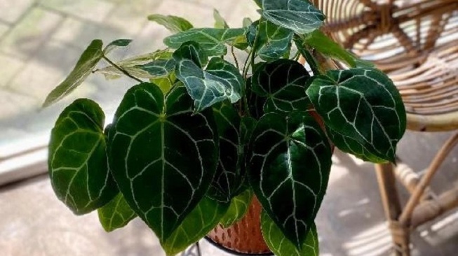 Tanaman Kuping Gajah (Shopee/Nanem Taneman Official Shop)