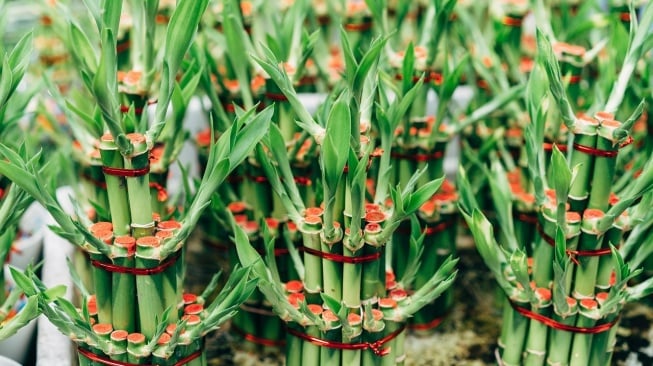 Tanaman Lucky Bamboo (Pixabay)